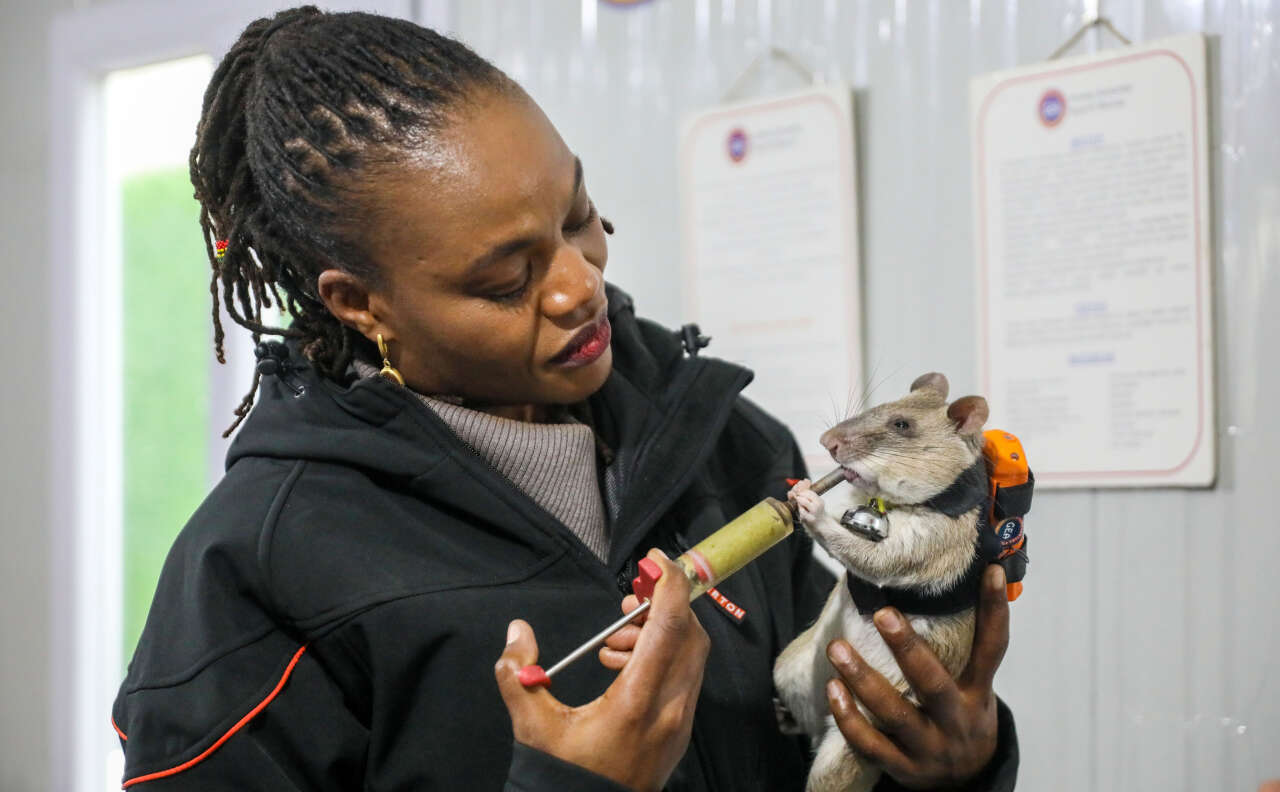 Dünya’da ilk olan uygulama Türkiye’de! Enkaz altında kalanları fareler kurtaracak 5